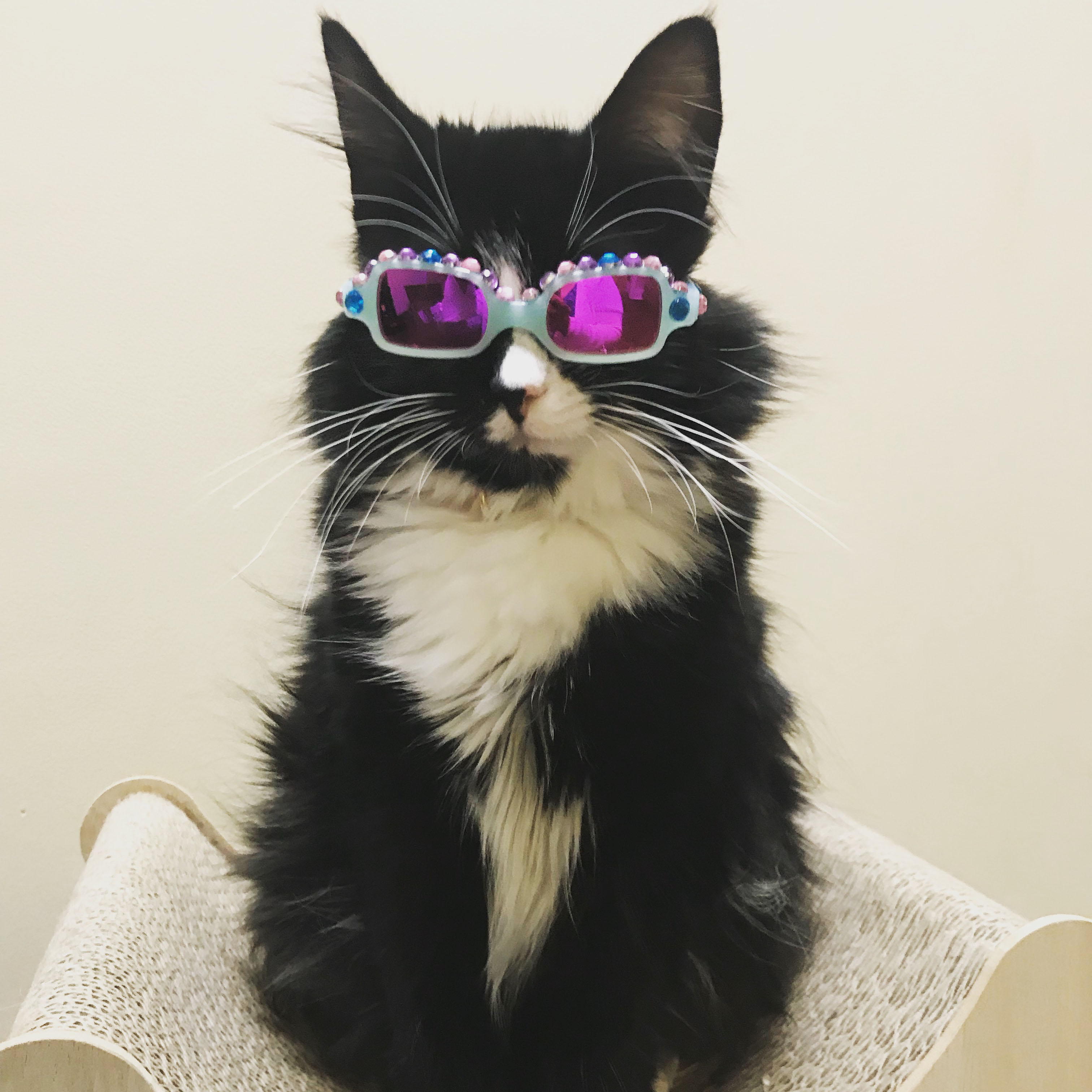 cats wearing glasses